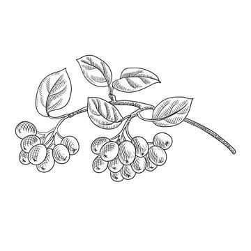 Online coloring book: Coloring book aronia on a twig